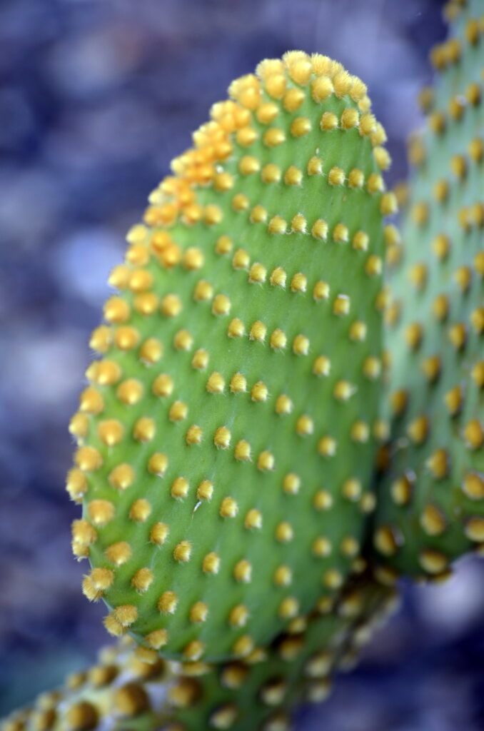 cactus opuntia microdasis