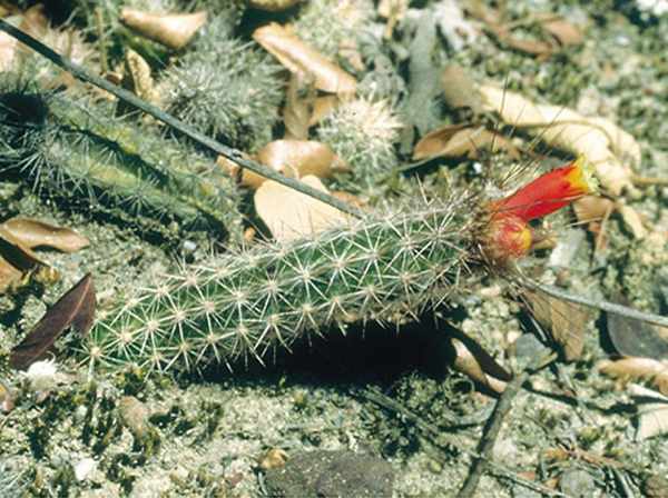 ariocarpus retusus cacto
