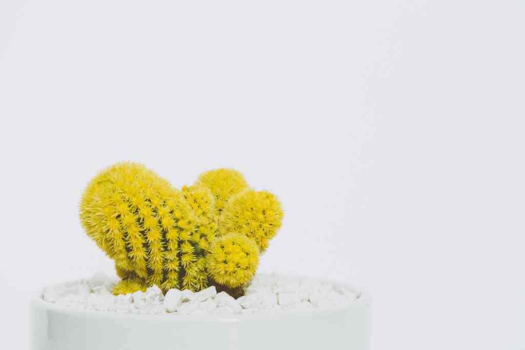 cactus amarillo