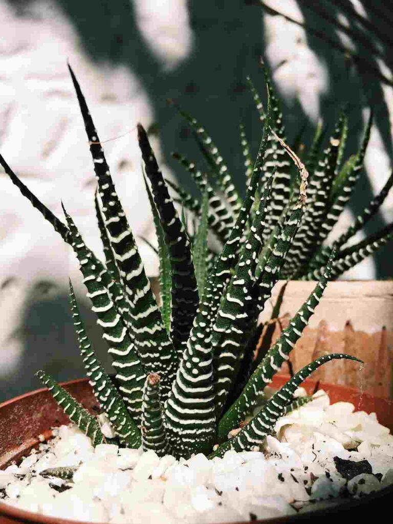 Cactus cebra