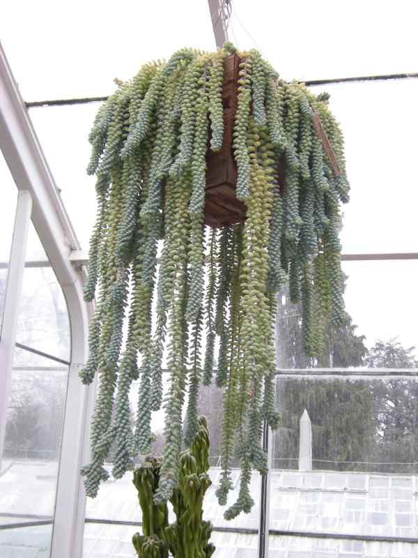 Sedum Morganianum cactus colgante