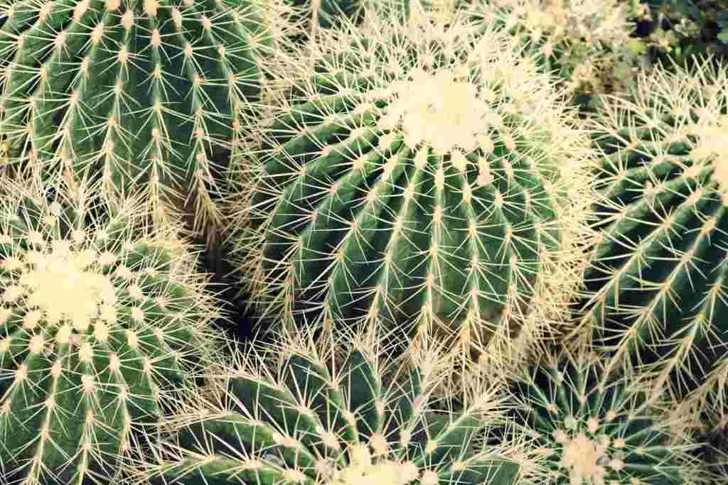 cactus asiento de suegra