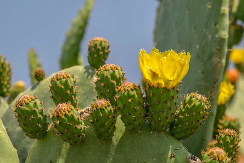 cactus hermonos