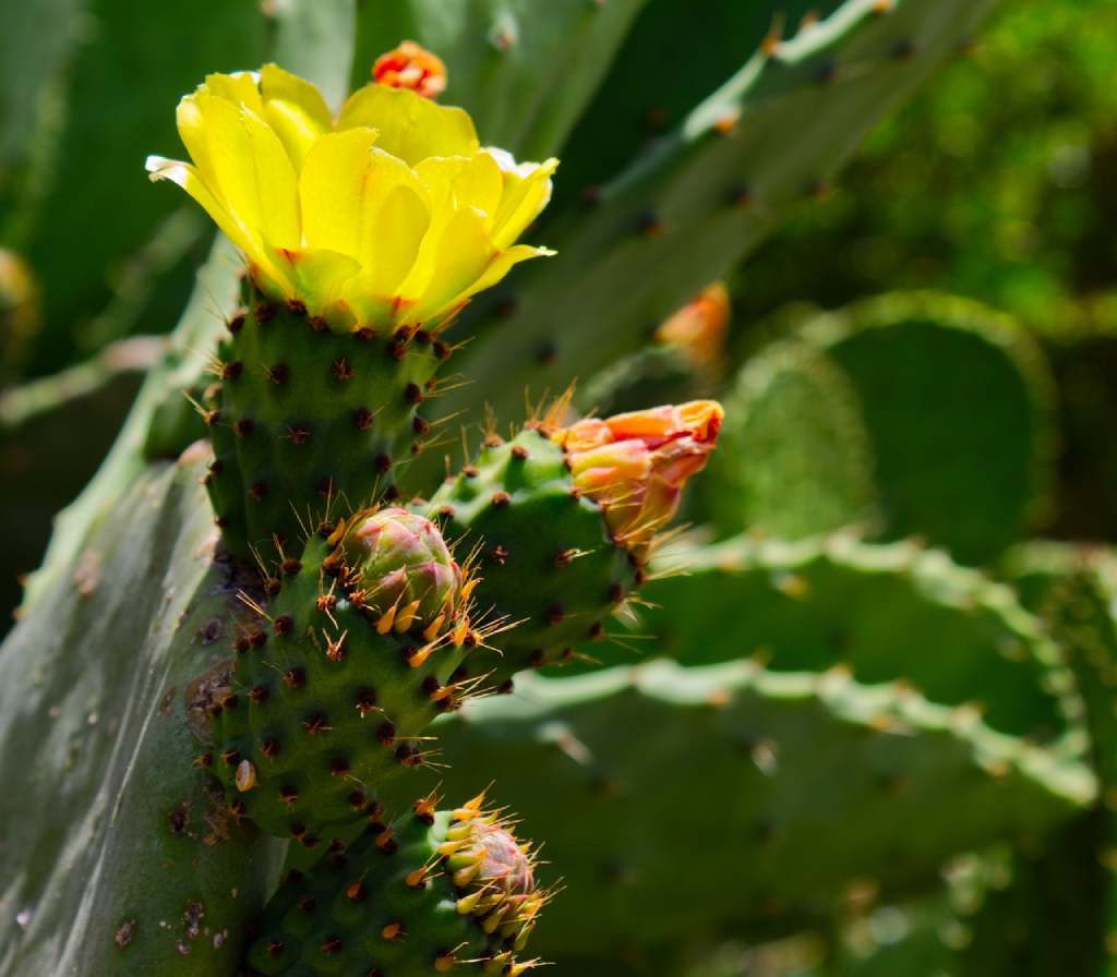venta cactus
