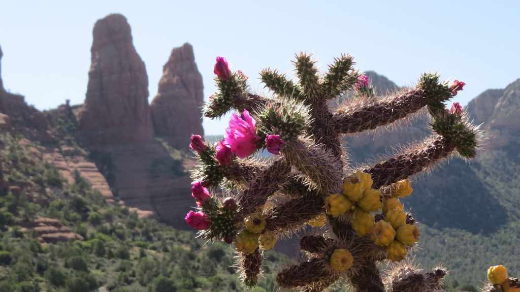 descuento cactus con flores