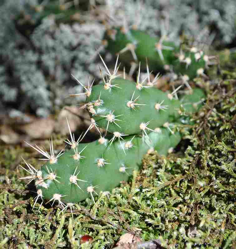 cactaceae fragilis