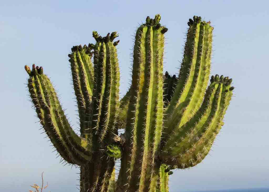 comprar cactus gigante
