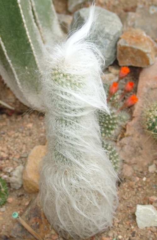 cactus caveza de viejo