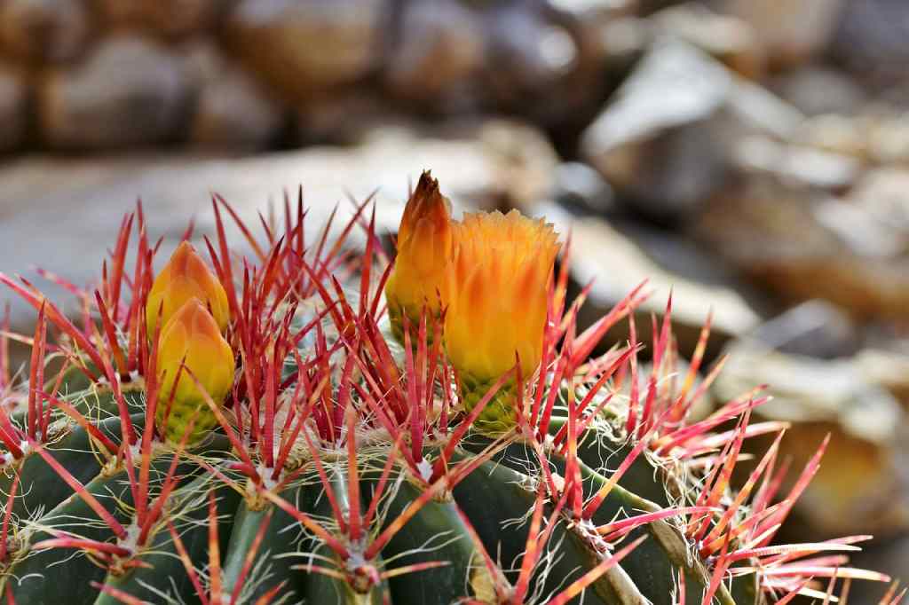 oferta cactus flores