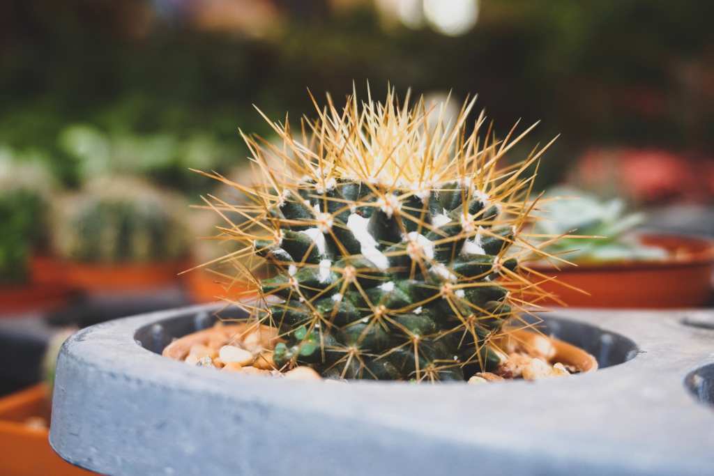 cactus pequeño oferta