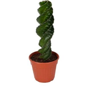 comprar cactus espiral