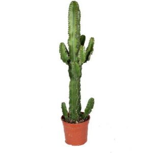 comprar cactus amazon