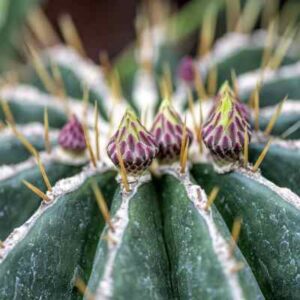 cactus con pinchos