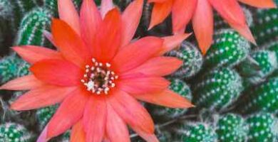 cactus floreciendo