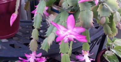 ᐈ CACTUS CON FLORES ✿ ✾ 【 Cactus en Flor 2023 】
