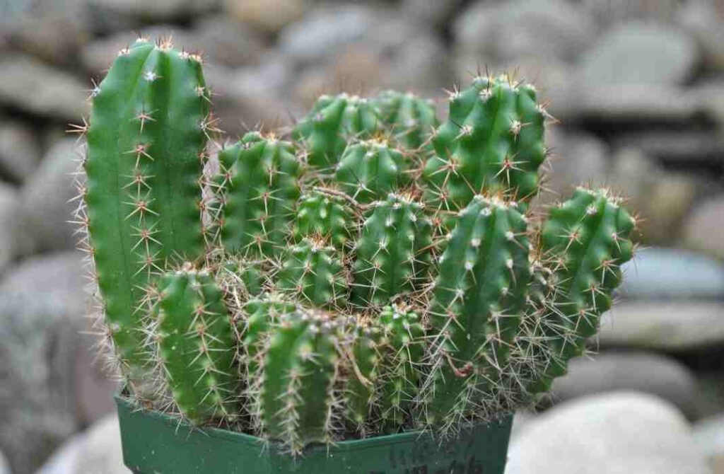cactus de san pedro comprar