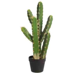 cactus de san pedro artificial