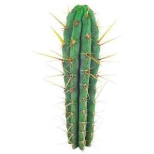 semillas de cactus san pedro