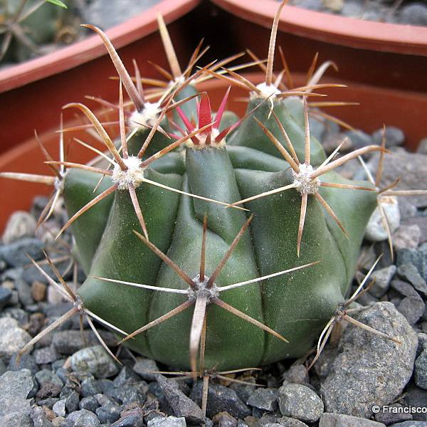 tipos de cactus y sus flores