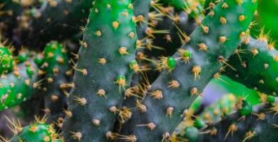 ayuda identificar mi cactus