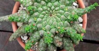 clases de cactus sin espinas