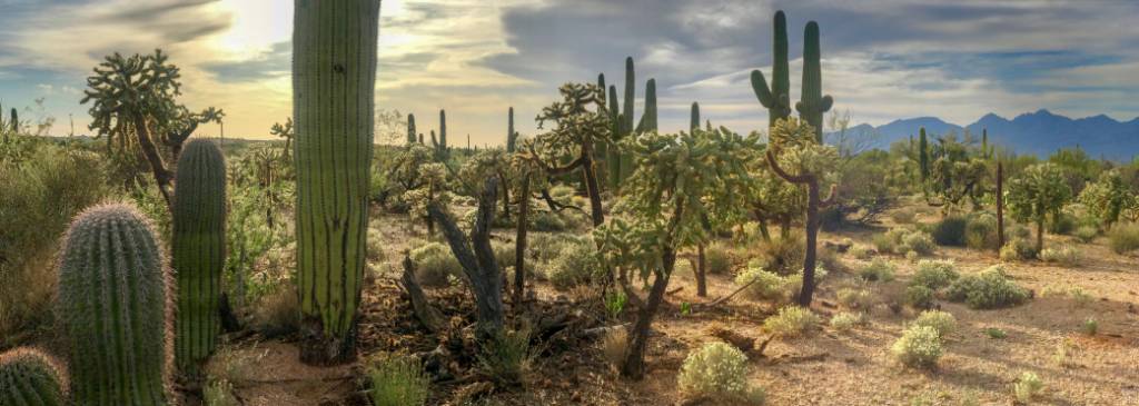 cactus desierto