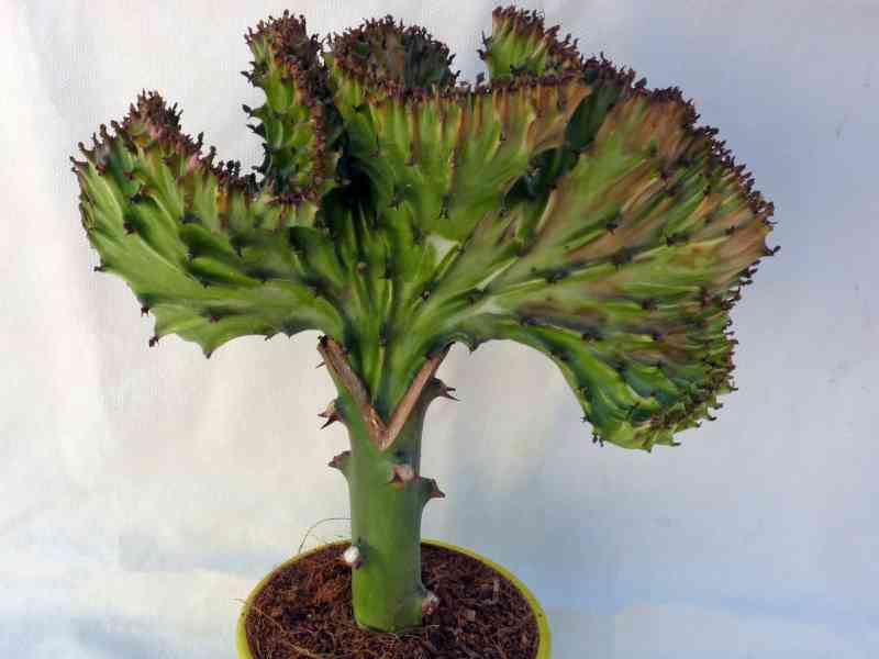 euphorbia planta