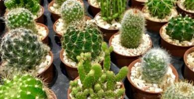 imagenes de cactus
