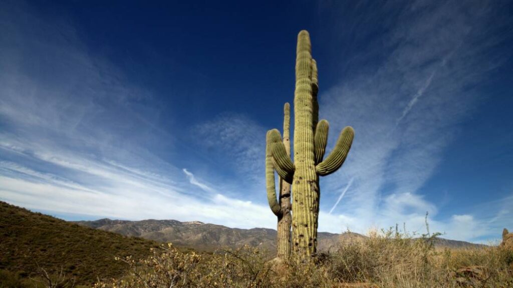 cactus enormes