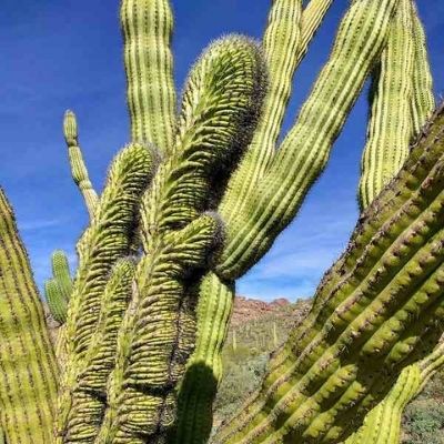 cactus grandes interior