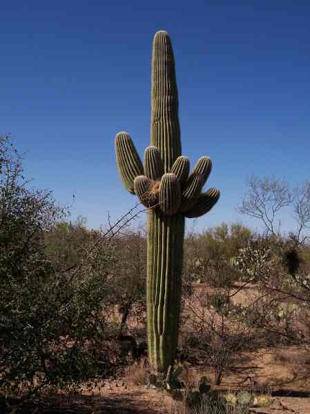 cactus-pachycereus- pringlei