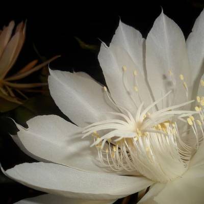 flor de pitahaya