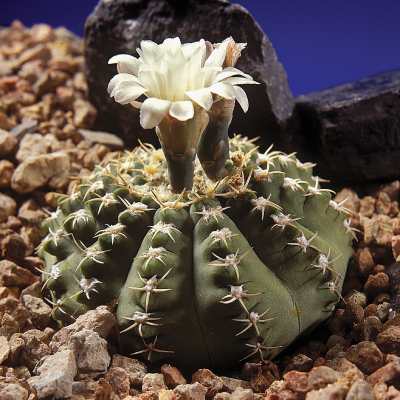 cactus en flor imagenes
