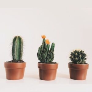 mini cactus ikea