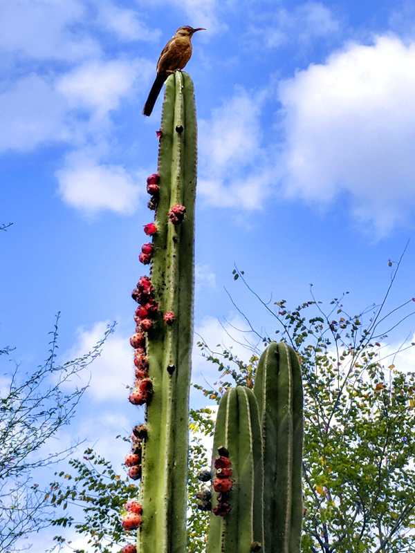 Nombre de cactus