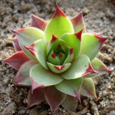 ᐈ GENERO SEMPERVIVUM 【⊛ ⊛ ⊛】SIEMPREVIVAS 2023