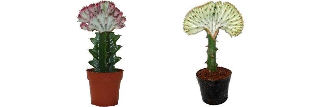 Euphorbia Lactea Cristata Cactus Injertado de Tronco Alto Contenedor Pequeño 