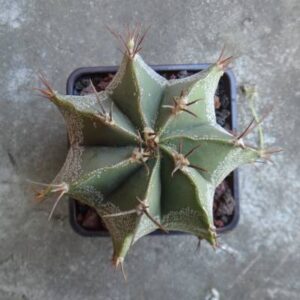 cactus estrella