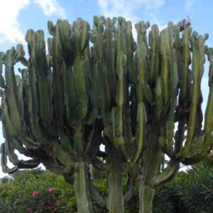 cactus candelabro